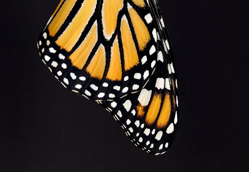 Появление бабочки монарха