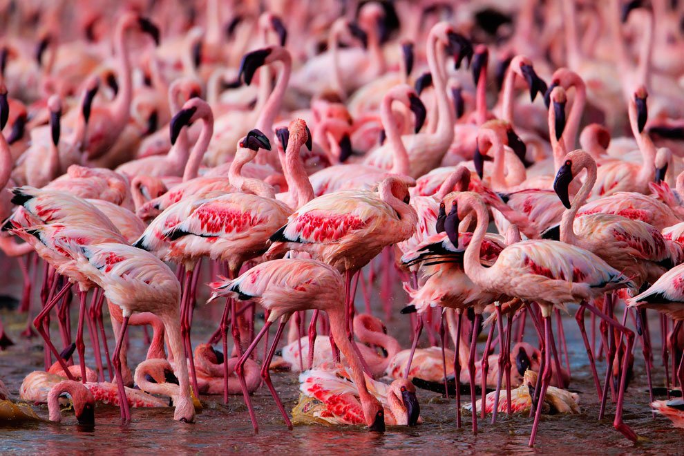 Картинки по запросу розовые фламинго