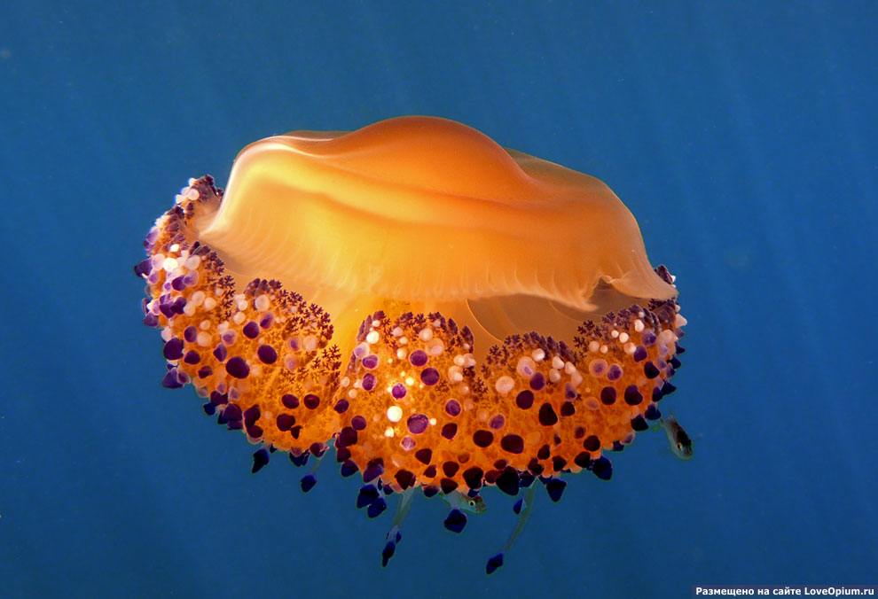 Медуза Кассиопея, живущая, в основном, в Средиземном море