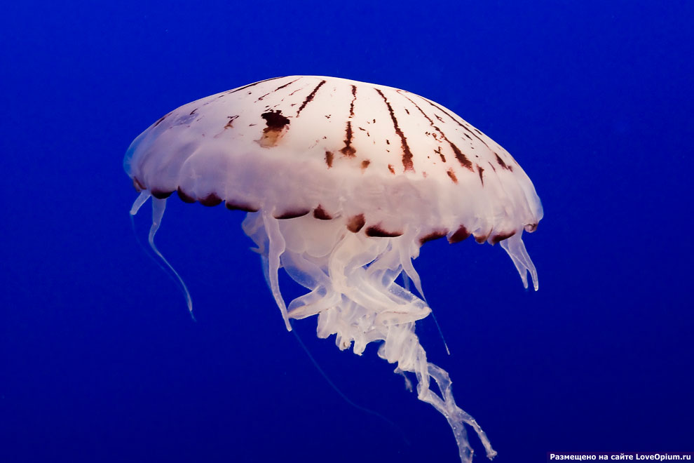 Медуза пурпурополосая Chrysaora Colorata