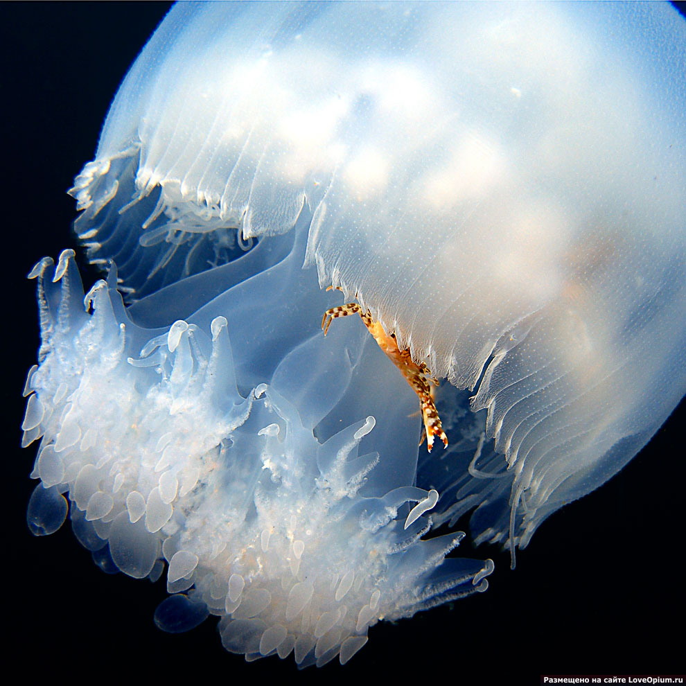 Инопланетные существа: медузы