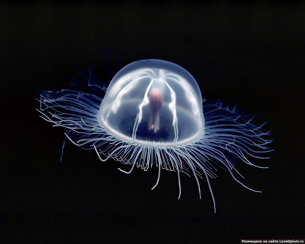 Маленькая 2.5-сантиметровая медуза