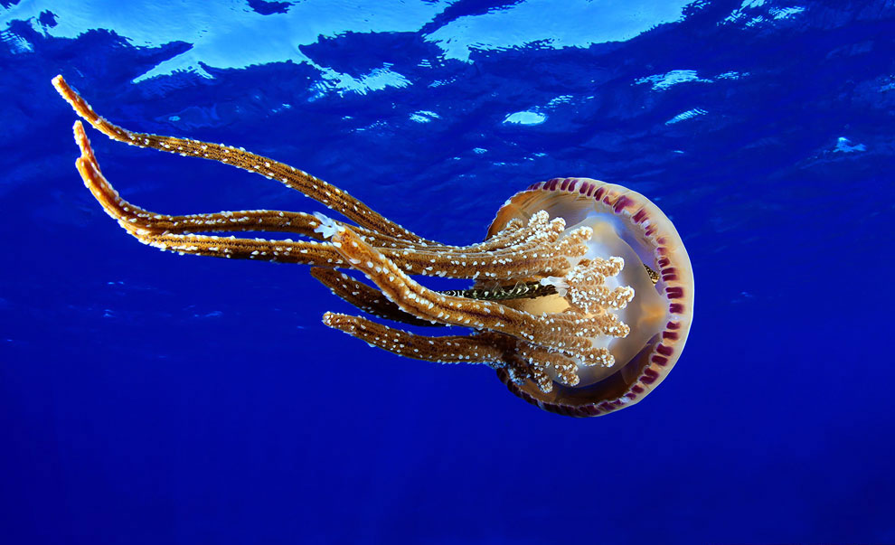 Жалящая медуза Pelagia noctiluca