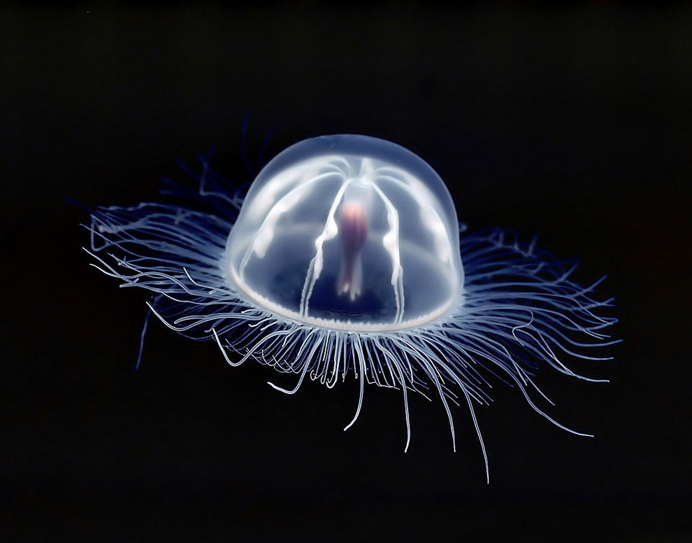 Маленькая 2.5-сантиметровая медуза