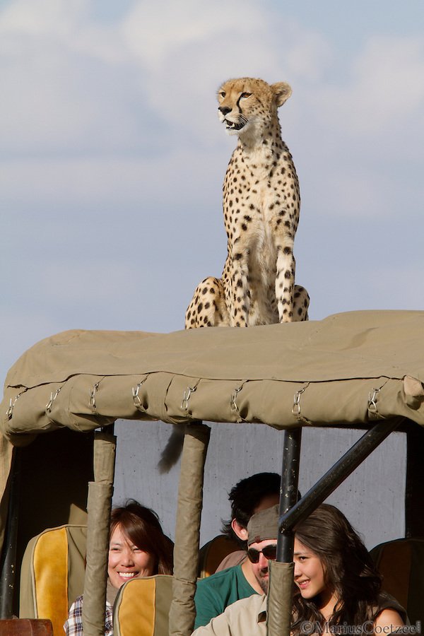 Африканское сафари с фотографом Marius Coetzee