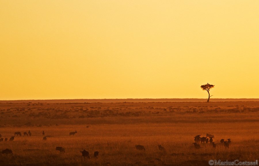Африканское сафари с фотографом Marius Coetzee