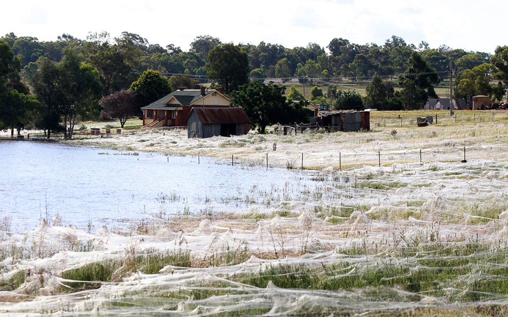 Наводнение в Австралии дало другой необычный эффект — массовое нашествие пауков