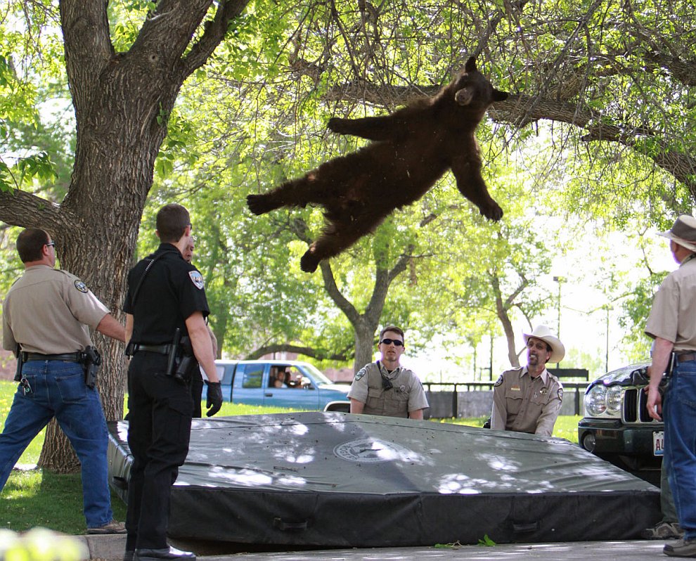 Закончим мы сегодня интересным снимком парящего медведя