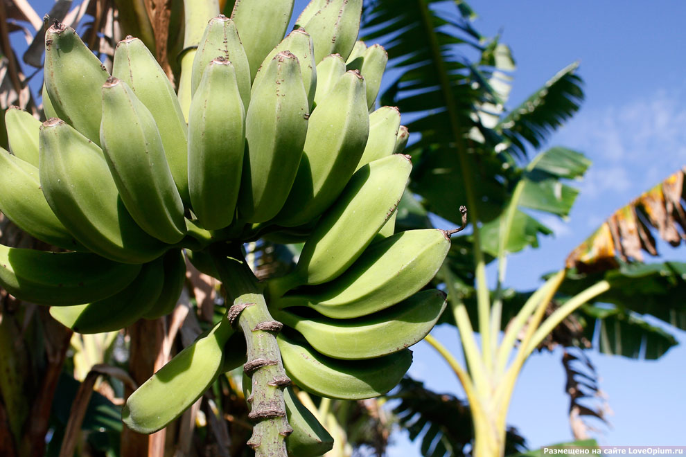 Как растут бананы