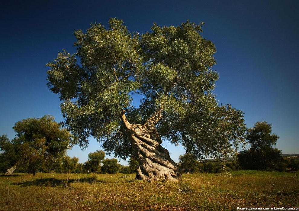 Как растут оливки