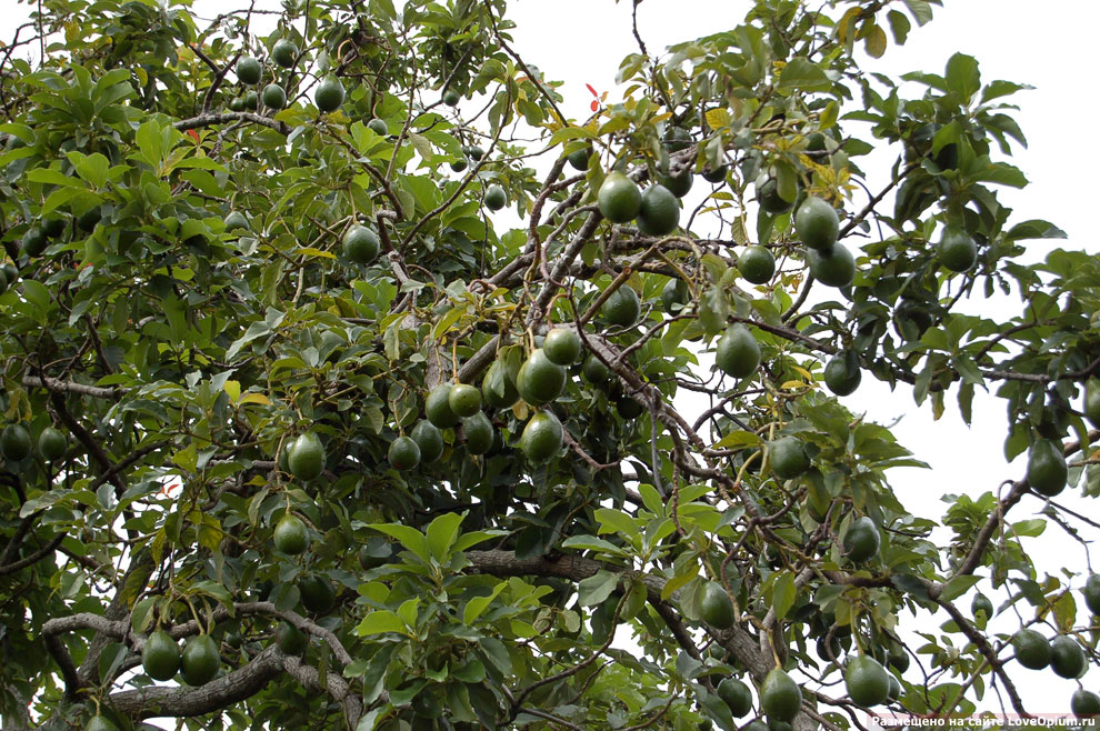 Как растет авокадо