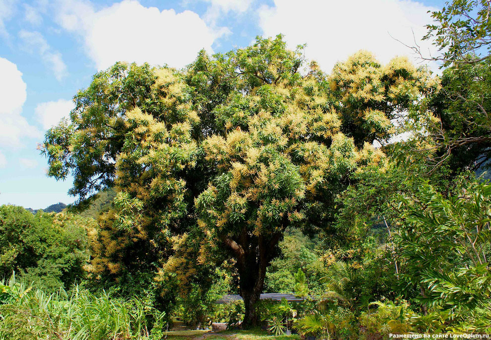 Цветущее манговое дерево
