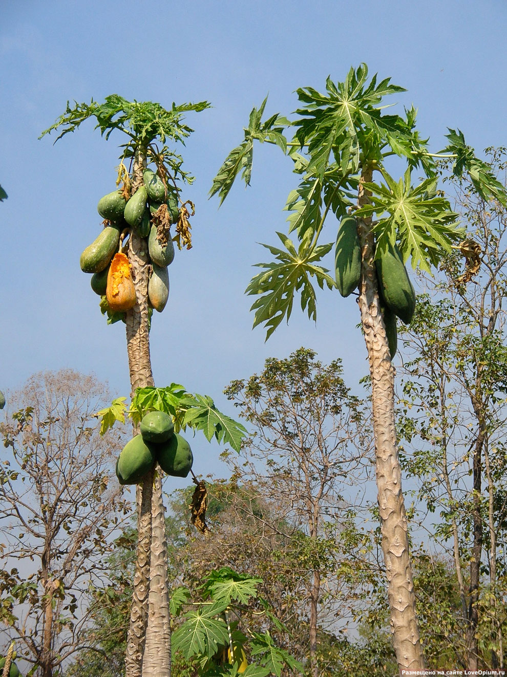 Как растет папайа