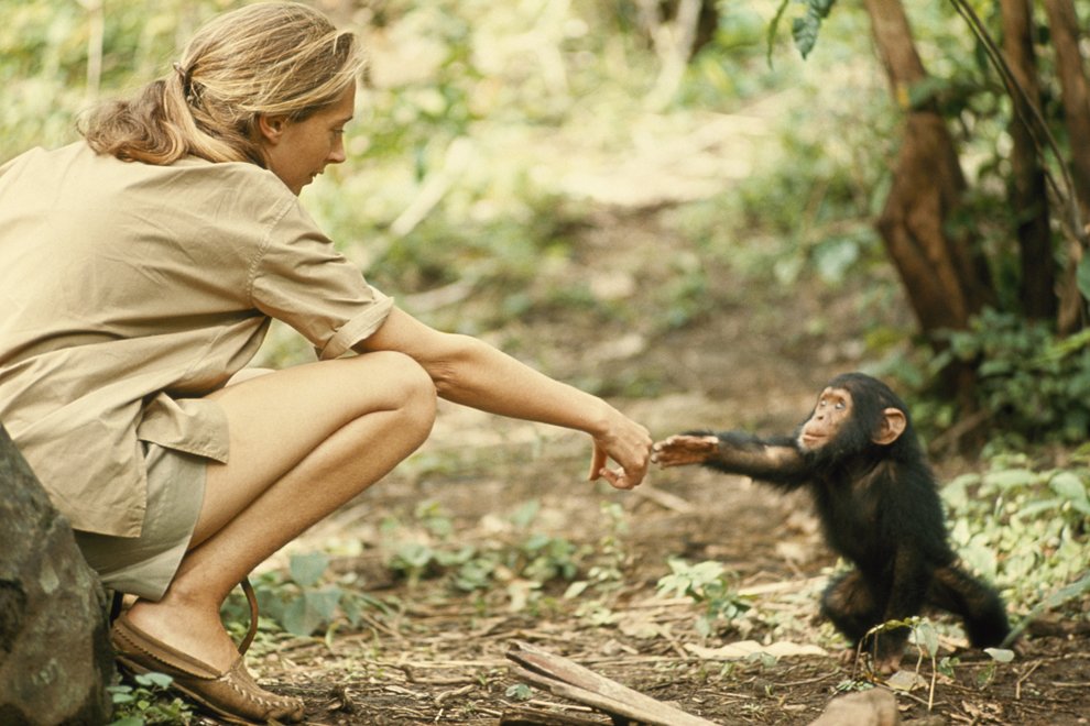 Встреча с шимпанзе в заповеднике в Танзании
