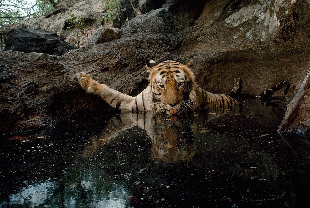 Фотография тигрицы была сделана в Индии с помощью камеры-ловушки