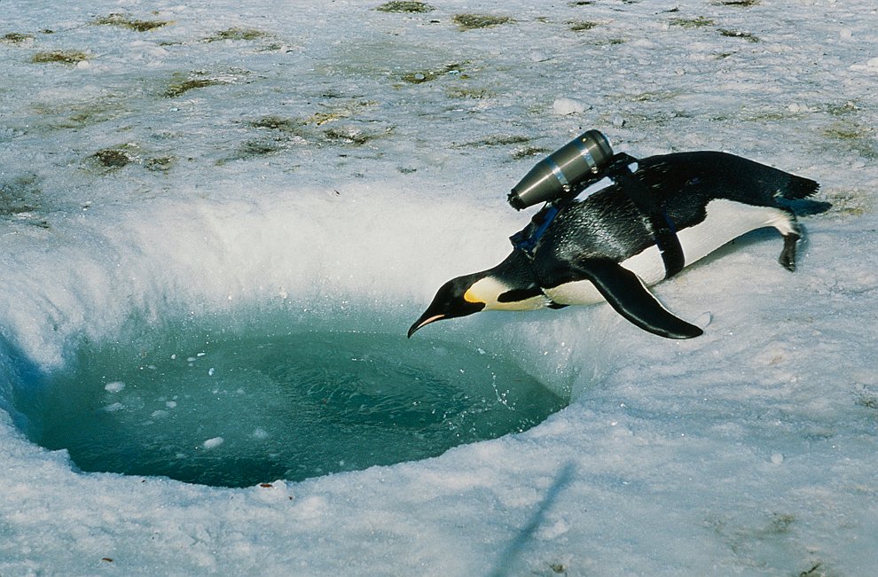 Для съемки нового фильма журналисты National Geographic закрепили на спину пингвина камеру