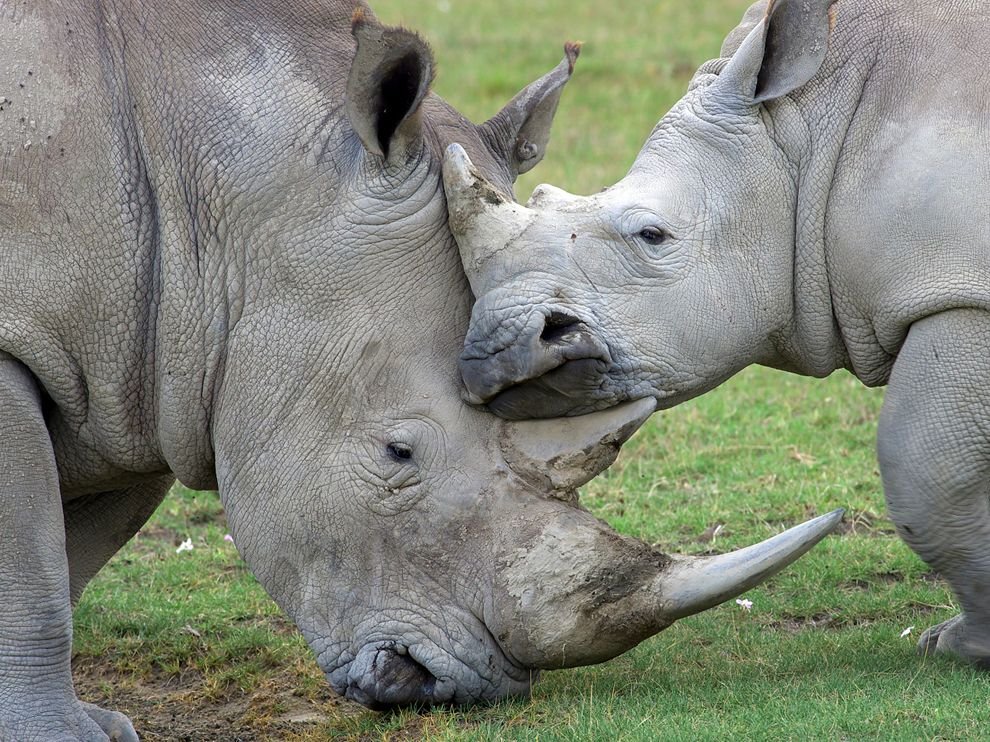 Семья носорогов в Национальном парке Озеро Накуру