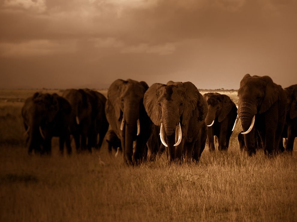 Стадо слонов, Кения
