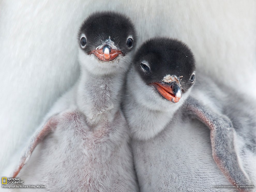 Только что вылупившиеся пингвинчики впервые смотрят на окружающий мир