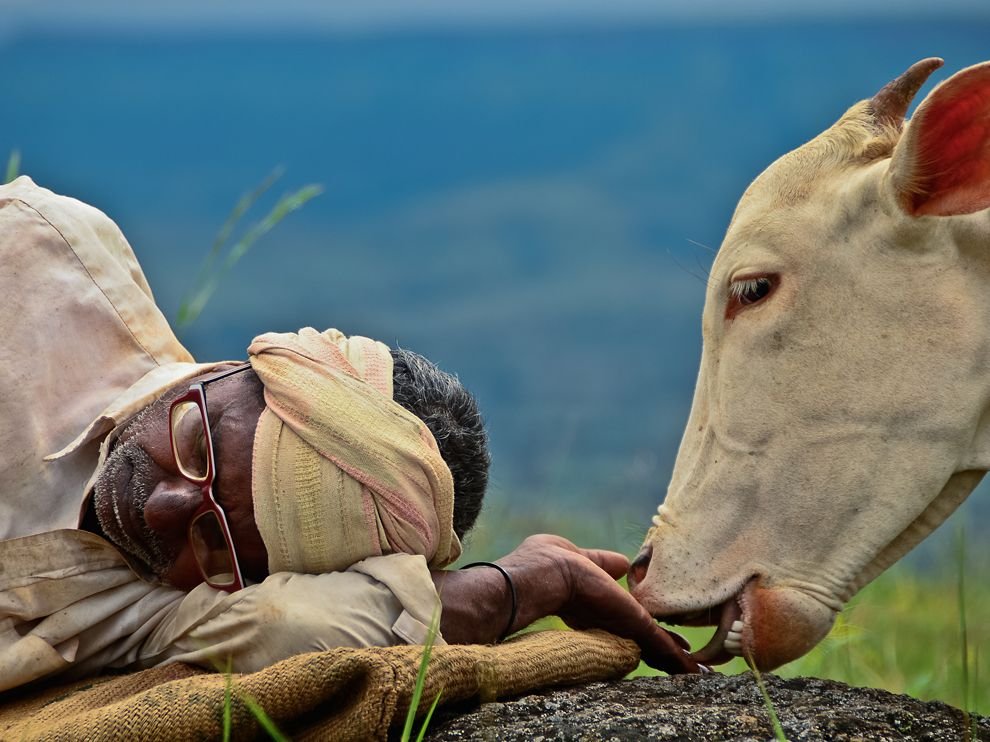 Спящий пастух и его корова, Индия