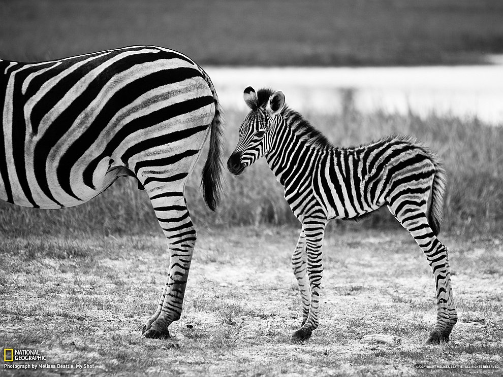 Мама-зебра и маленький жеребенок, Ботсвана