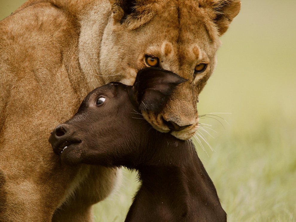 Львица и теленок, Ботсвана