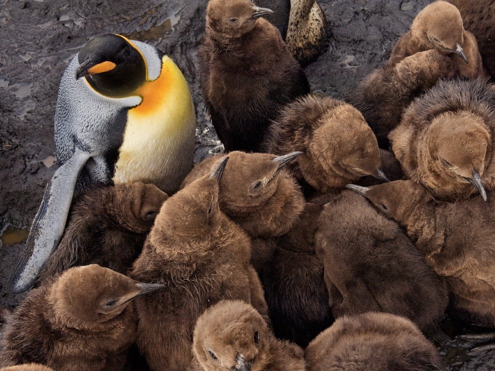 Птенцы королевских пингвинов
