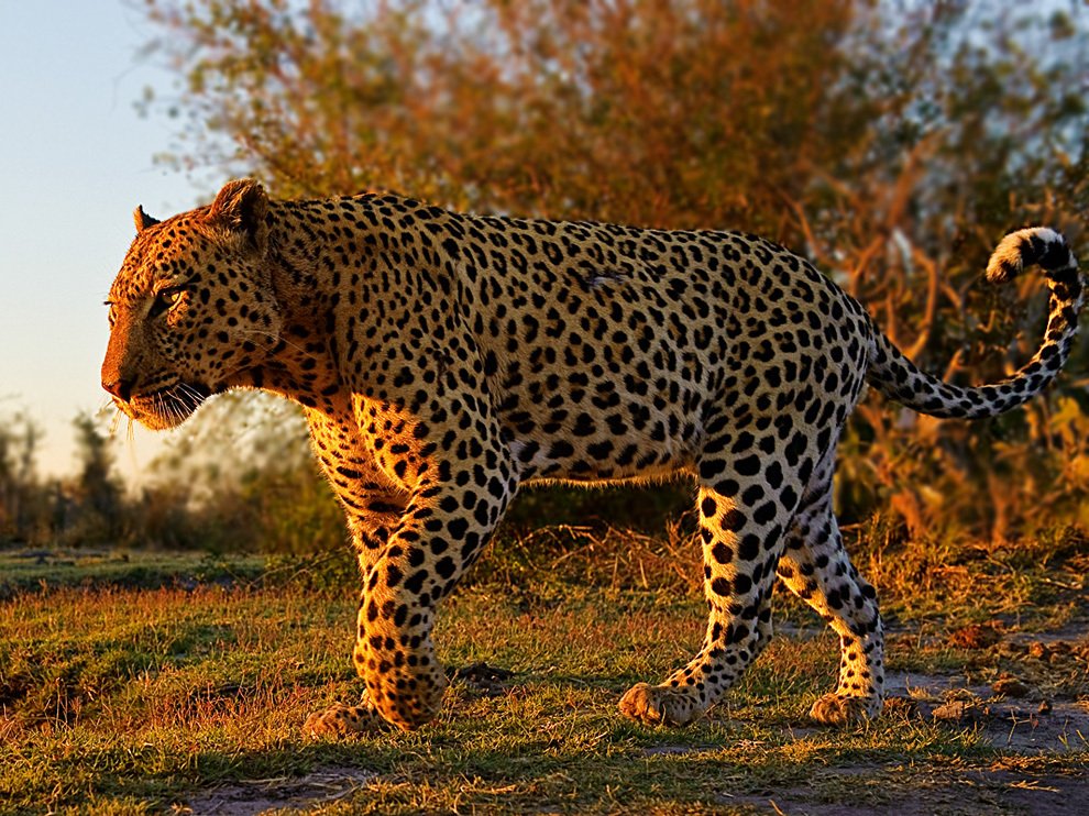 Леопард, Ботсвана