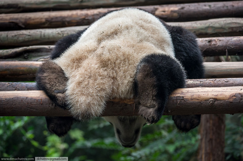 Крупнейший питомник панд