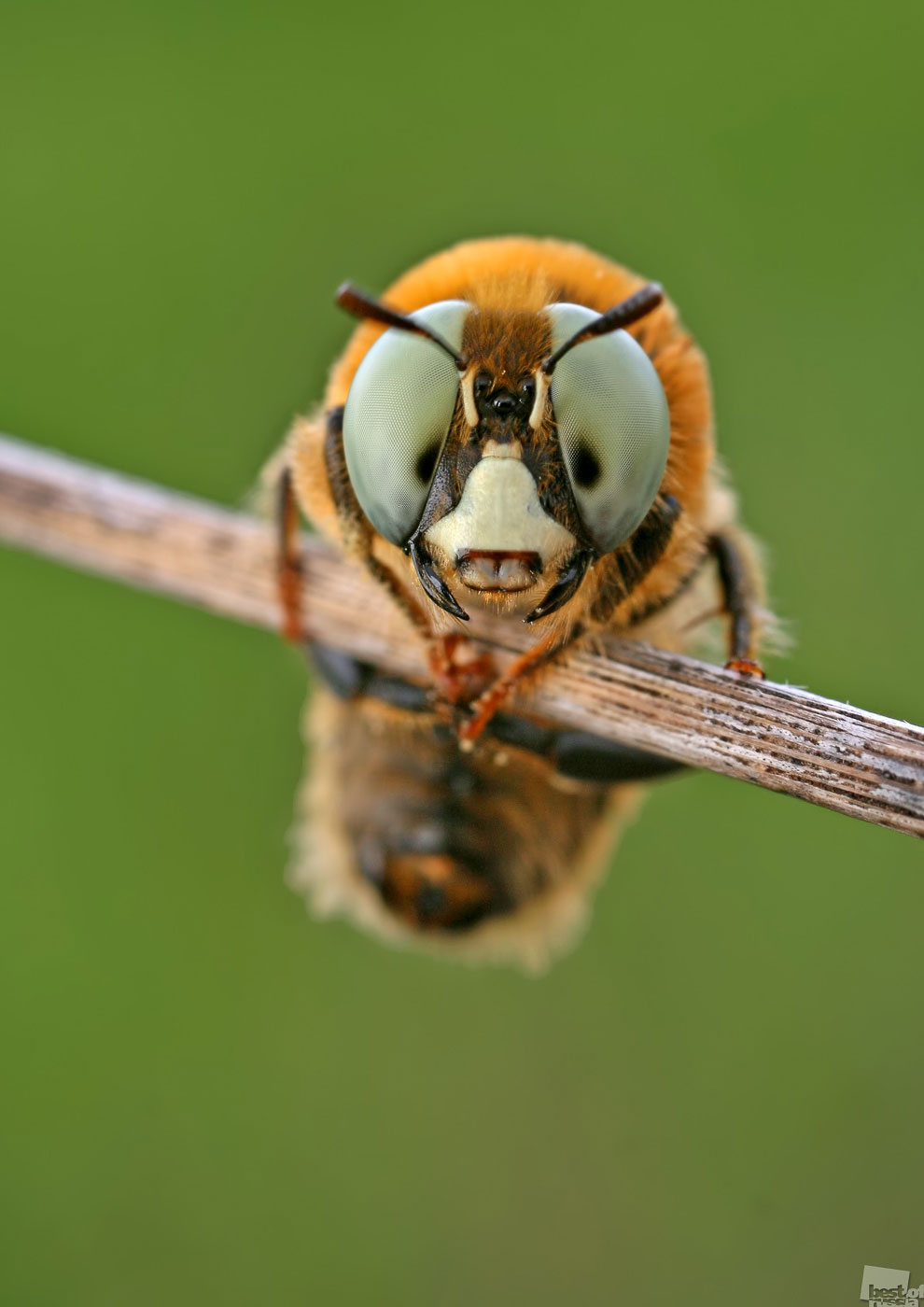 Пчела булавоусая мелиттурга
