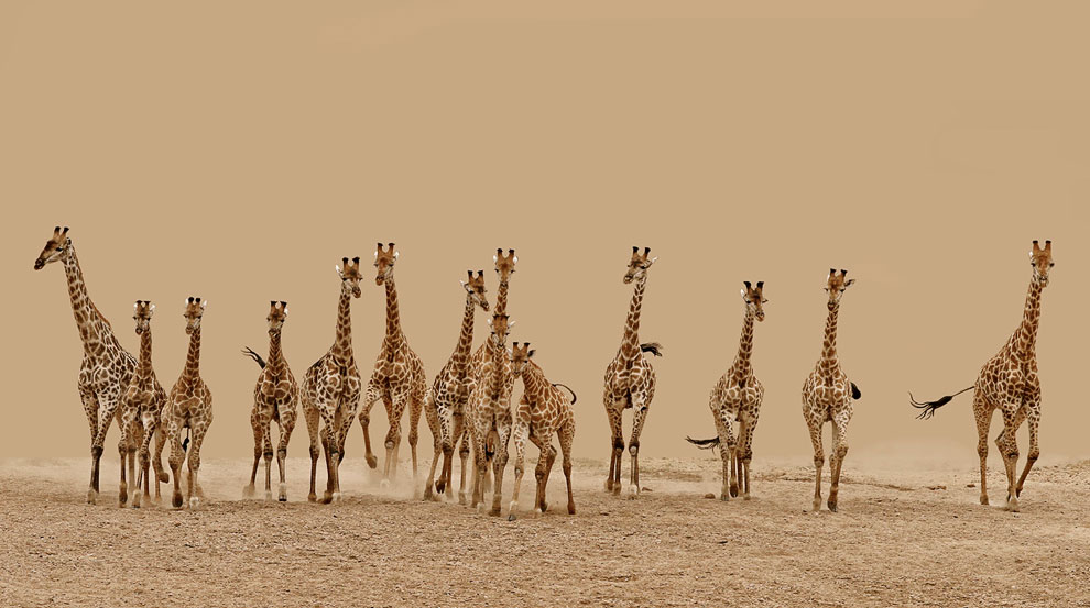 14 жирафов