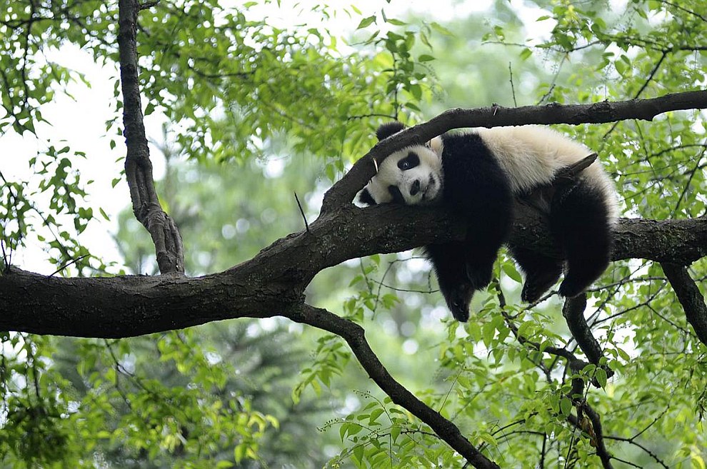 Большая панда отдыхает на дереве в провинции Сычуань, Китай