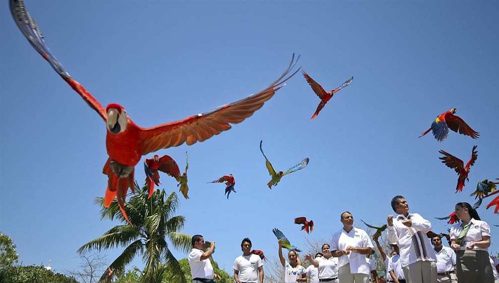 Парк Шкарет находится в Мексике и занесен в Книгу рекордов Гиннеса за то, что здесь за год родилось больше попугаев Ара, чем в любом другом парке на планете