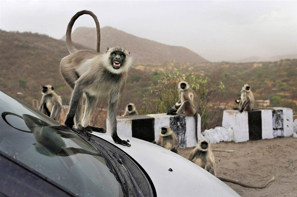Лангуры — род обезьян из семейства Мартышковые