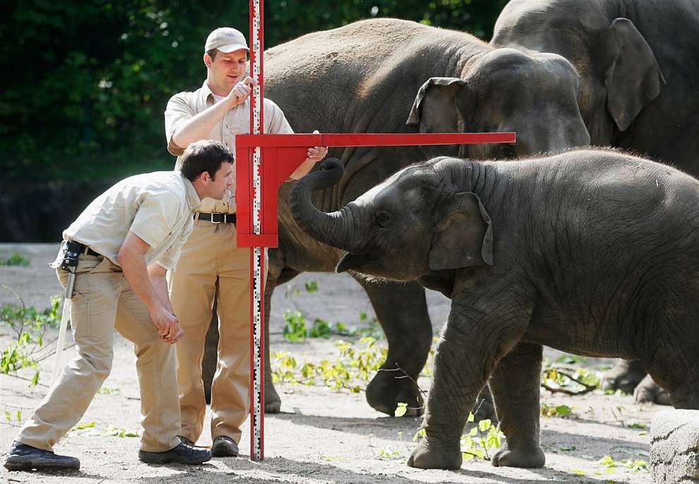Измерение слонов