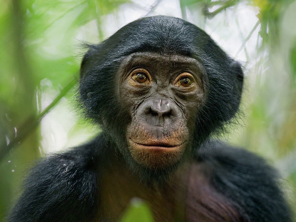 Бонобо, Конго