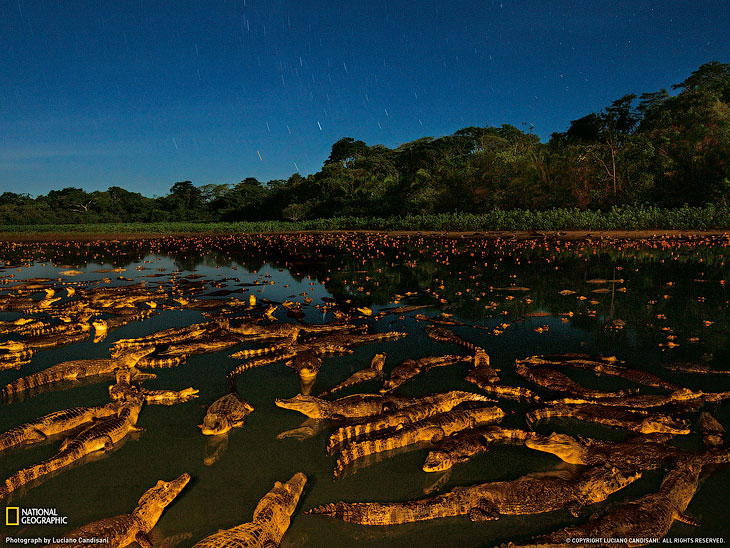 Кайманы ночью в Бразилии