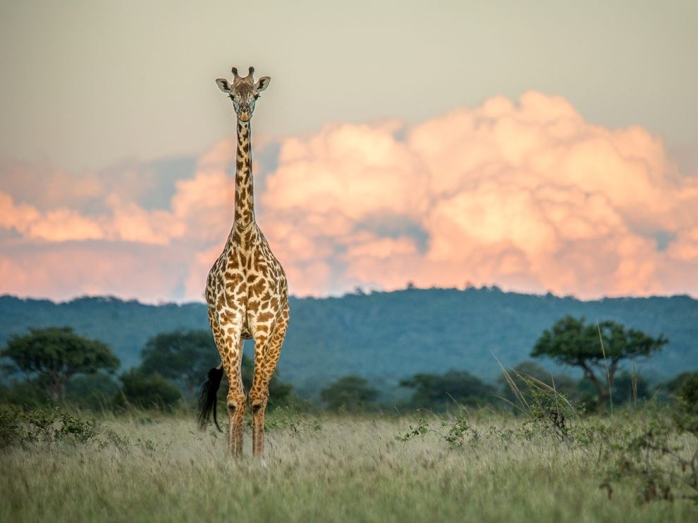 Жираф, Танзания