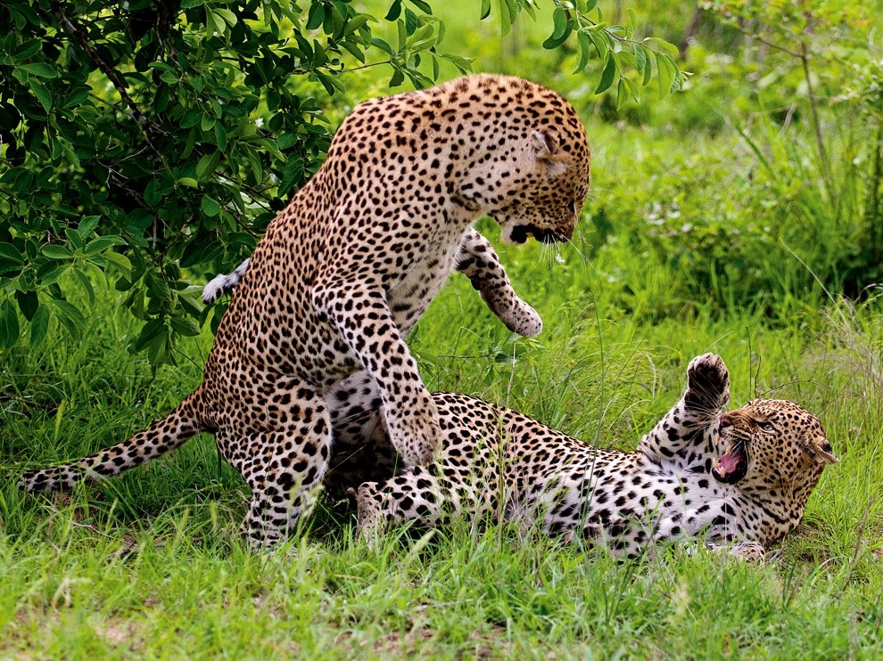 Леопарды, Ботсвана