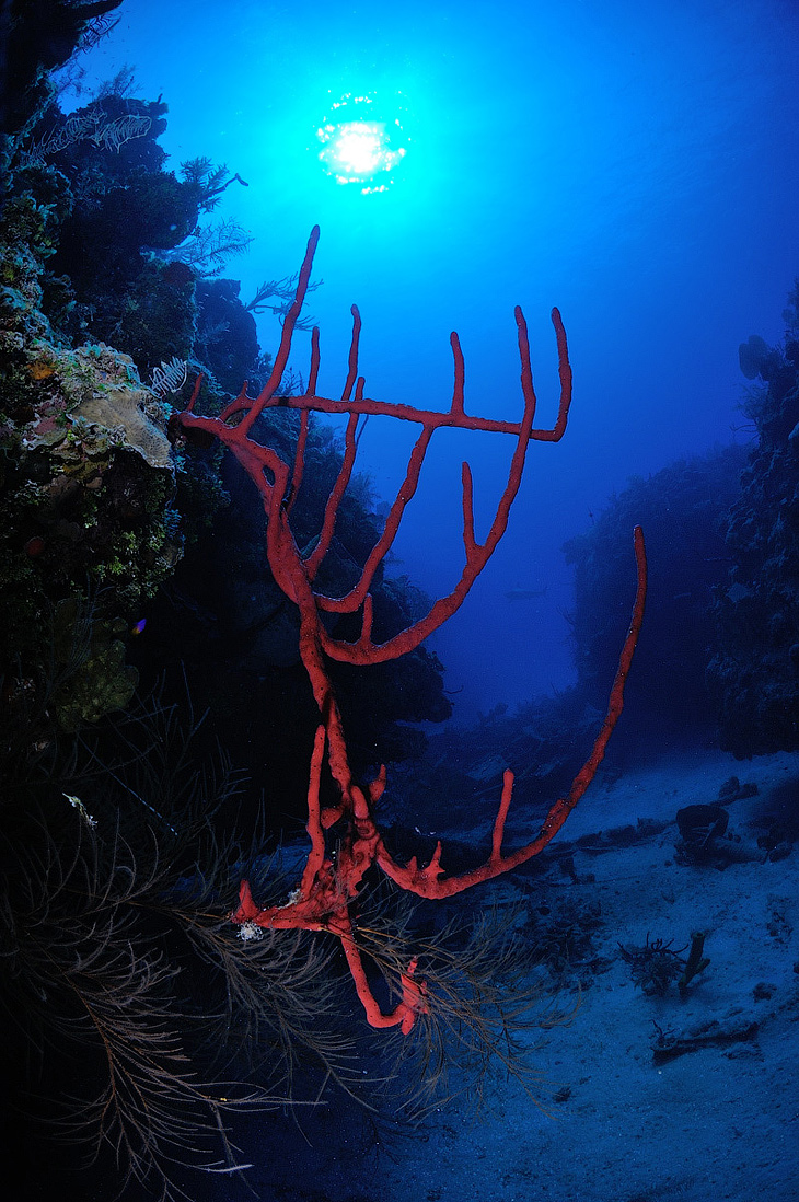 Типичный кубинский подводный пейзаж. Красная губка