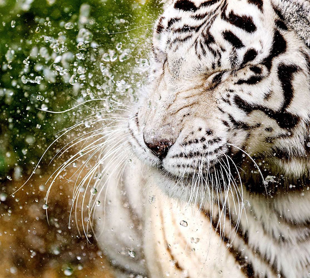 Белый тигр принимает ванны в зоопарке в Нидерландах
