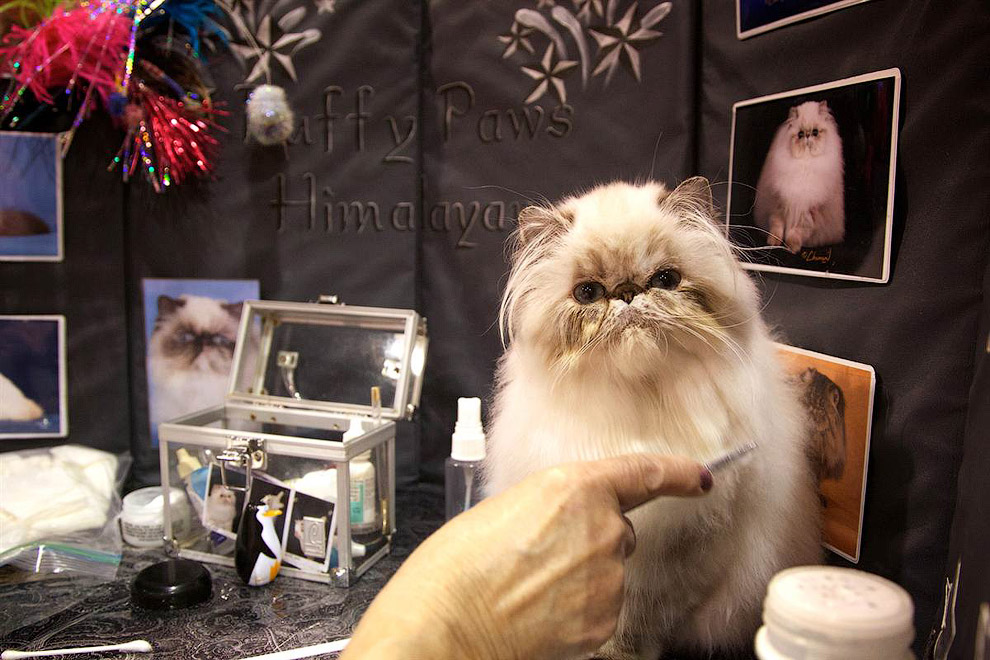 Хозяйка наводит последние штрихи перед тем, как ее гималайская кошка предстанет перед судьями на выставке в Портленде, штат Орегон