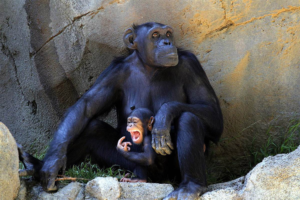 Семья шимпанзе в зоопарке в Лос-Анджелесе