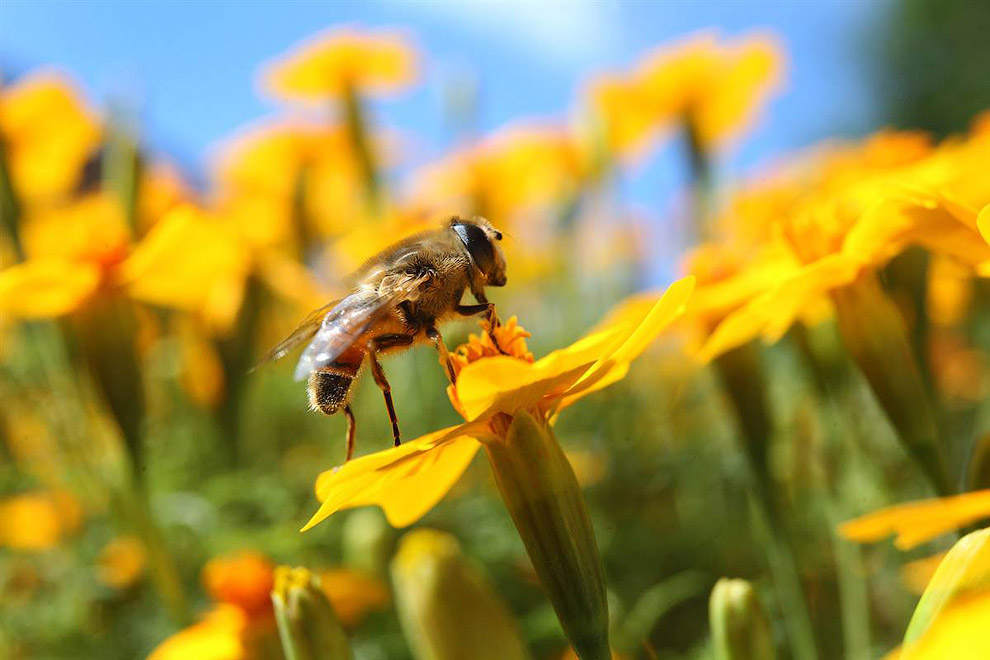 Пчела на цветке календулы, Оберхаузен, Германия