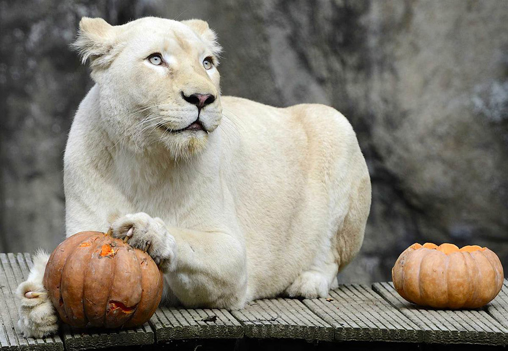 Белый львице в зоосаду в Нидерландах преподнесли подарок