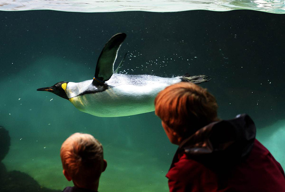 Королевский пингвин в зоопарке Цюриха в Швейцарии