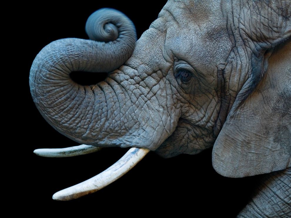 Портрет африканской слонихи