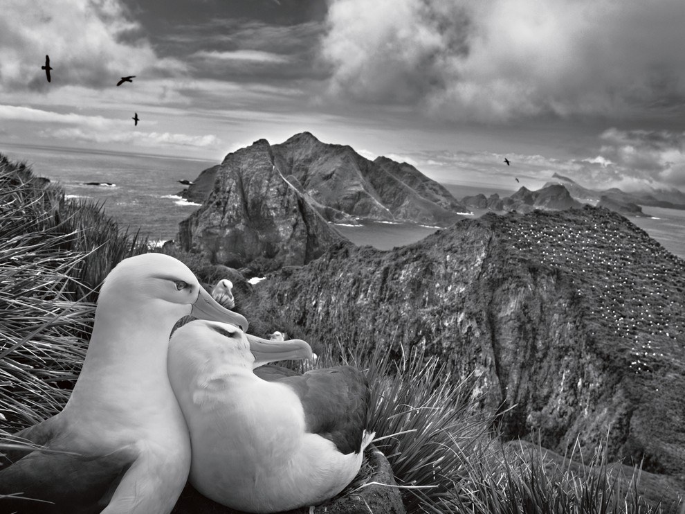 Чернобровые альбатросы, Южная Георгия