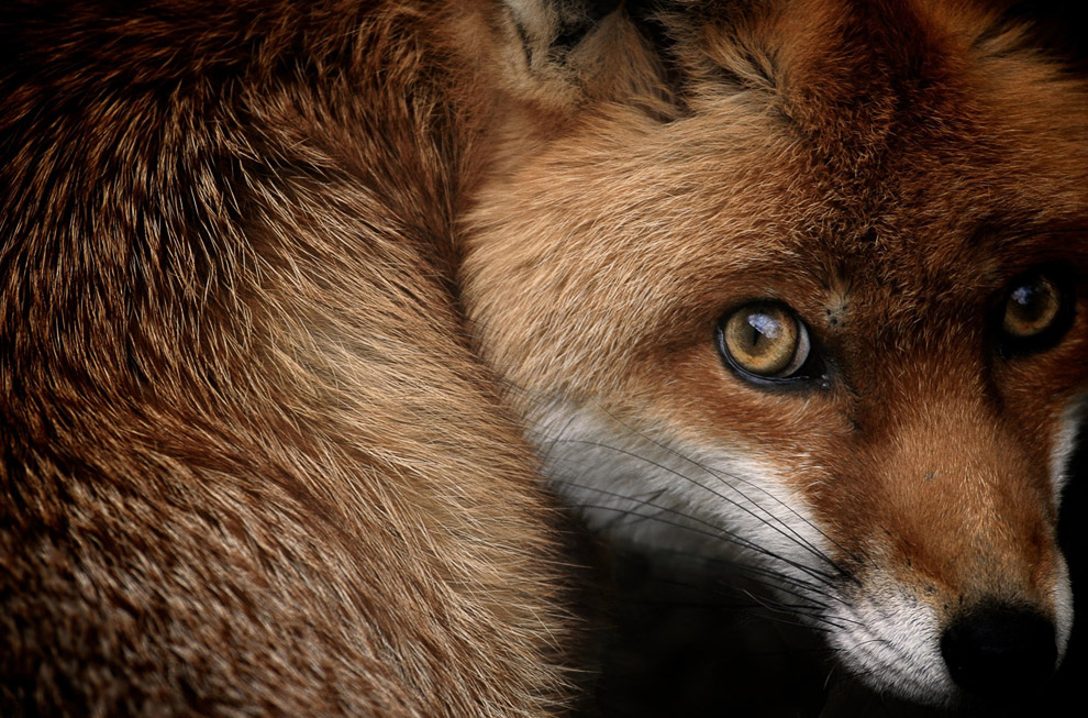 Маленькая рыжая лисица в лесу в Третфорде, Англия