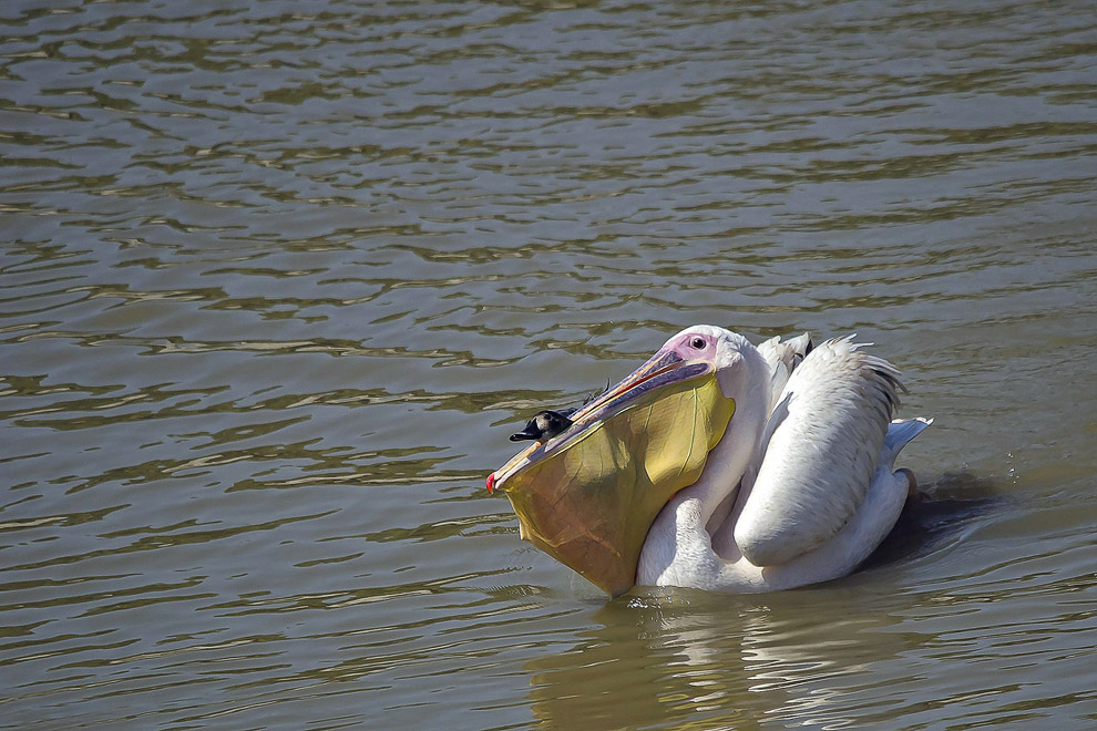 Автор снимка сначала думал, что в клюве у розового пеликана находится рыба, но затем увидел, что это утка, которая изо всех сил пыталась сбежать!
